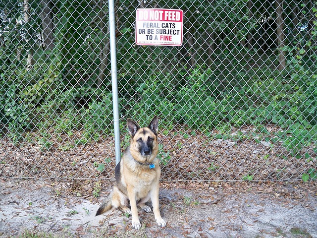 Deutscher Schäferhund, Tiere, Hund