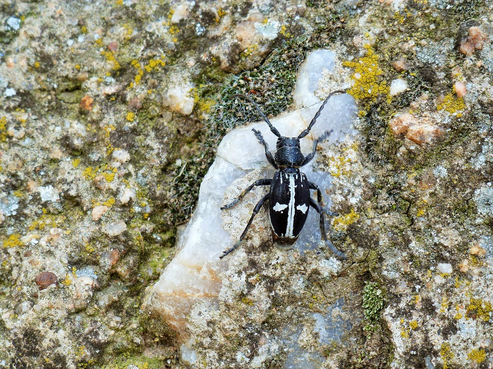 Schwarze Spinne Mit Rotem Kreuz