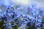 bluebell, flowers, scilla