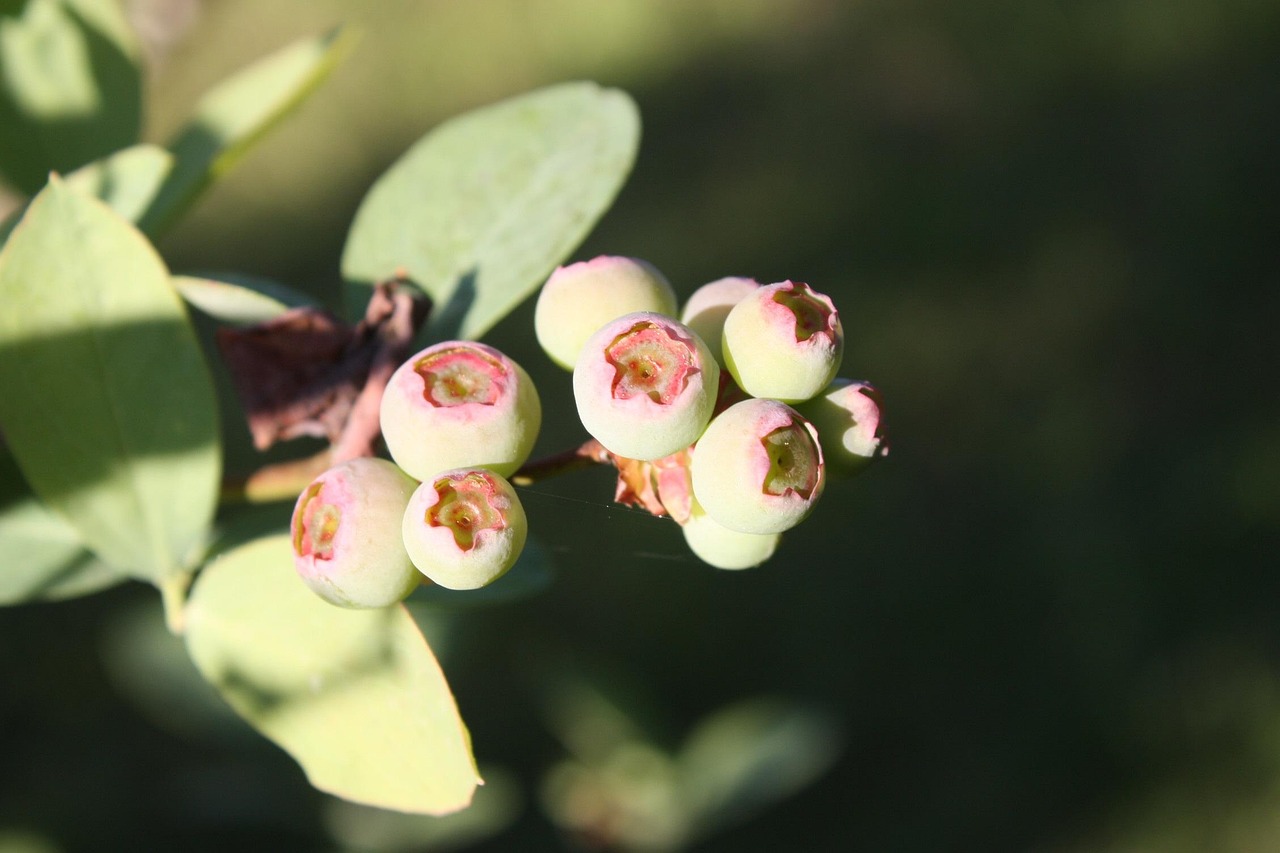 Free Turning Blueberries photo and picture