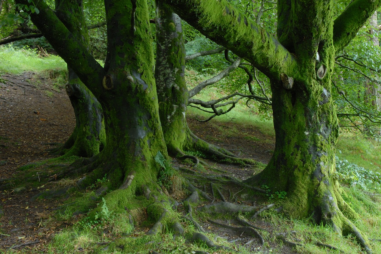 Ireland Trees Forest · Free photo on Pixabay
