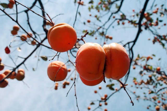 Free Persimmon Autumn photo and picture