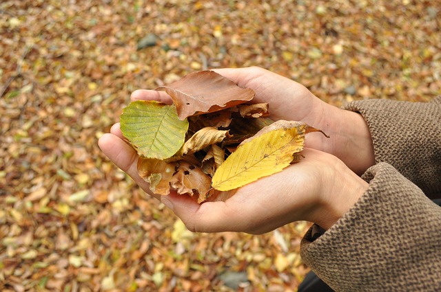 Free Autumn Hands photo and picture