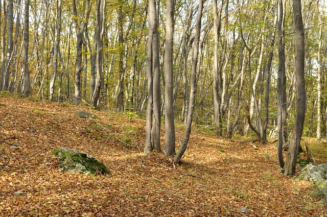 Free Autumn Forest photo and picture