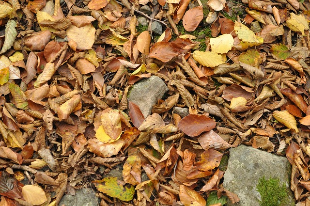Free Autumn Forest photo and picture