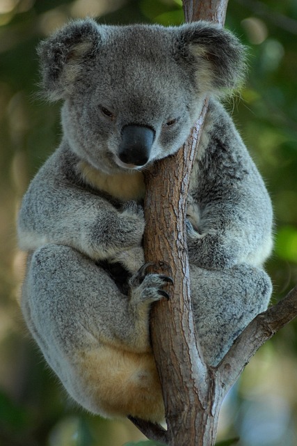 Free Photo Australia Koala Koala Bear Rest Free Image On Pixabay 