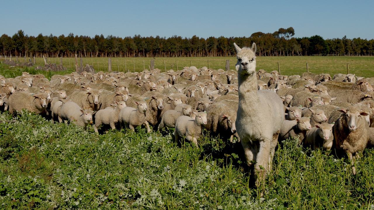 Flock Of Sheep Landscape · Free photo on Pixabay
