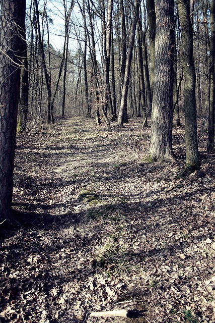 Wald, Bäume, Laub, Natur, Herbst