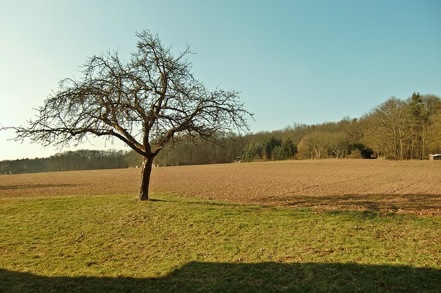 Baum, Feld, Sonne, Himmel, Landschaft