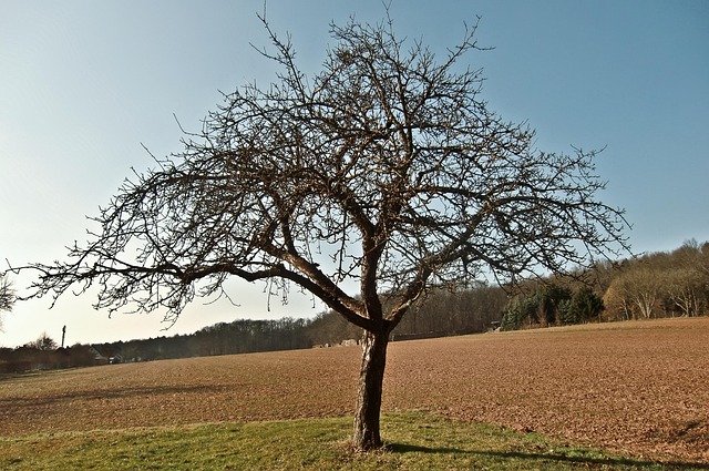 Baum, Herbst, Blätter, Äste, Waldrand