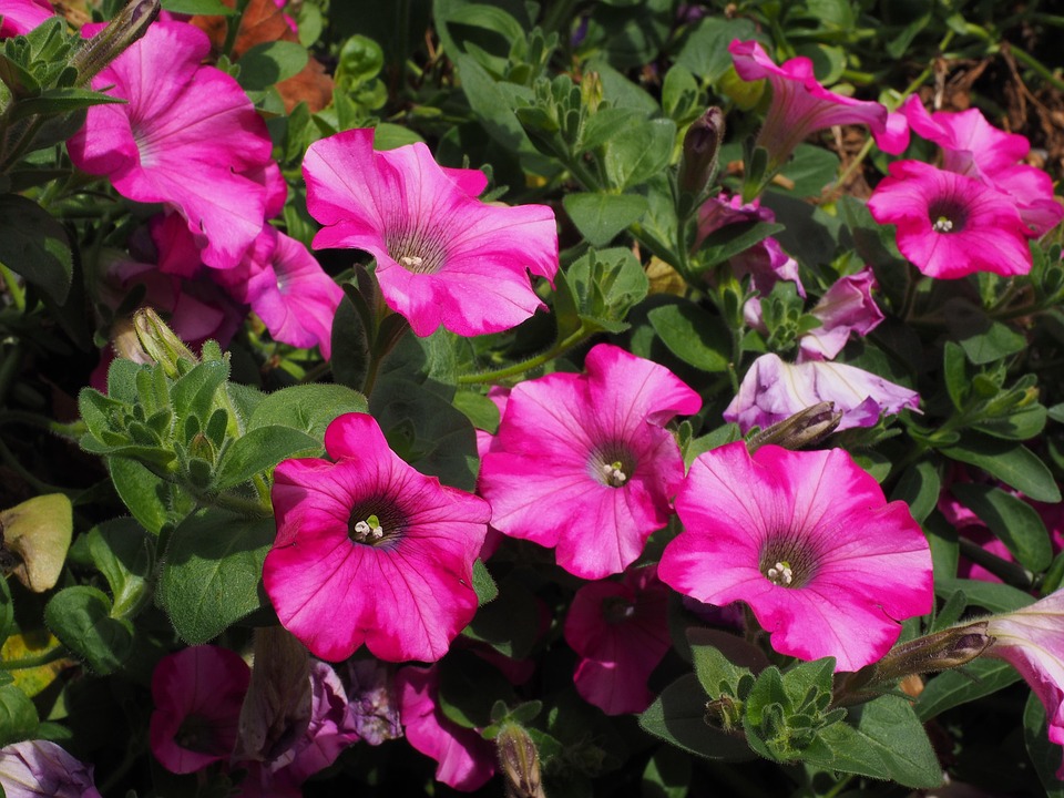 ペチュニア 花 ピンク Pixabayの無料写真