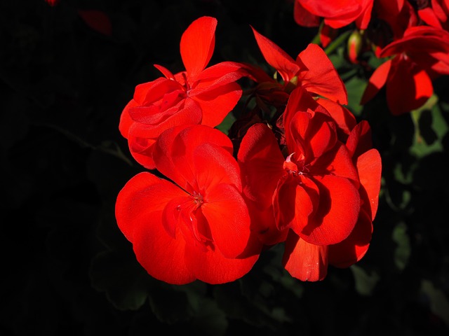 Free Geranium Flower Background photo and picture