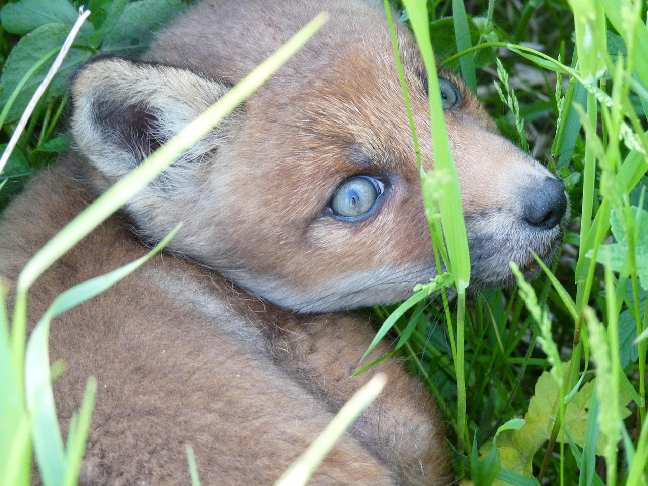 Little Fox Scared - Free photo on Pixabay - Pixabay