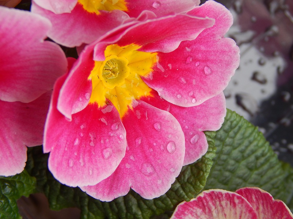 Rosado Amarillo Gotas Foto gratis en