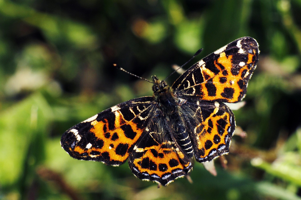 Butterfly - free online jigsaw puzzle photo