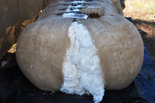 Free White Cotton photo and picture