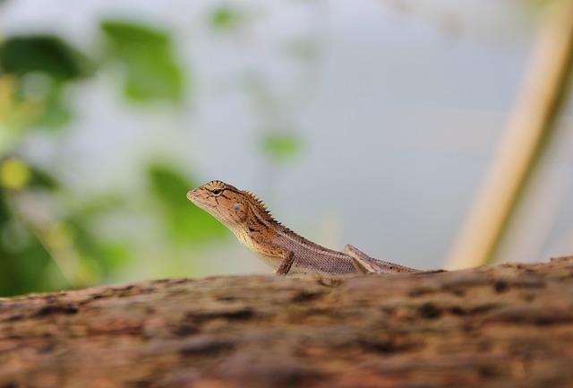 Free Lizard Nature photo and picture