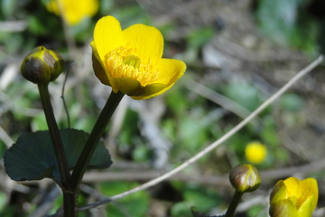 Blume, Gelb, Gelbe Blume, Pflanze, Blüte