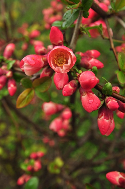 Blumen, Blüten, Rosa, Frühling, Frisch