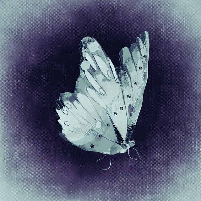 Free butterfly insect flying illustration