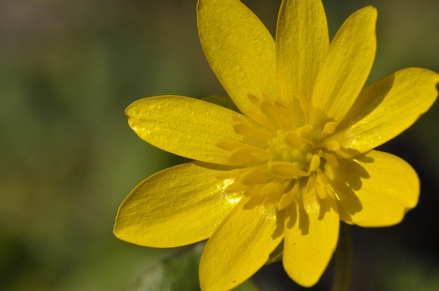 Blume, Gelb, Desktop-Hintergründe