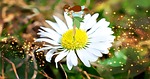 flower, fee, fairy tale