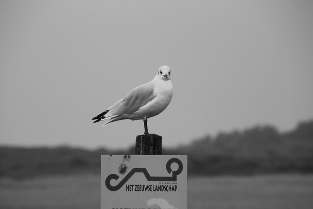 Free Gull Sea photo and picture