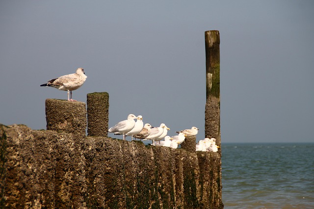 Free Gull Netherlands photo and picture