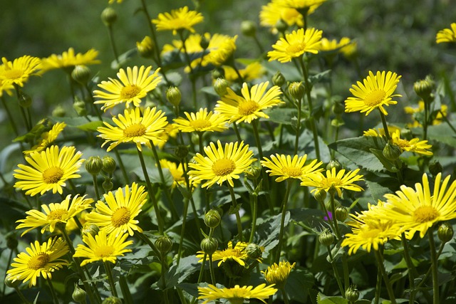 Free Flowers Outdoor photo and picture