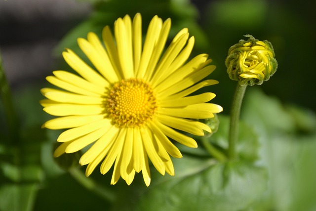 Free Flowers Outdoor photo and picture