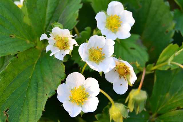 Flor Morango Casa De - Foto gratuita no Pixabay - Pixabay