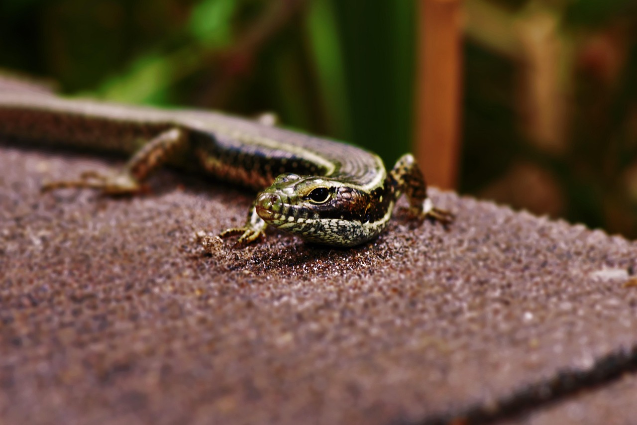 Lizard - free online jigsaw puzzle photo
