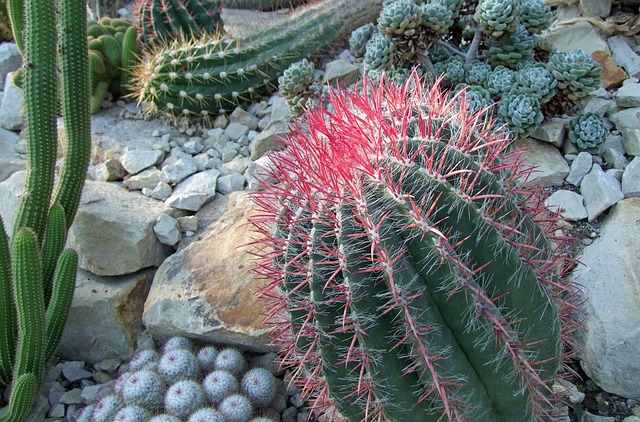 Free Cactus Cactaceae photo and picture