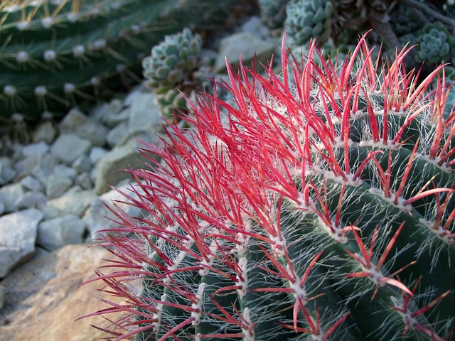 Free Cactus Cactaceae photo and picture