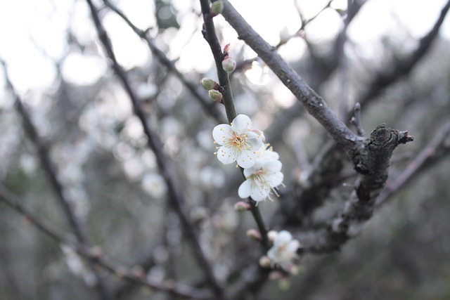 Free Plum Blossom Beautiful photo and picture