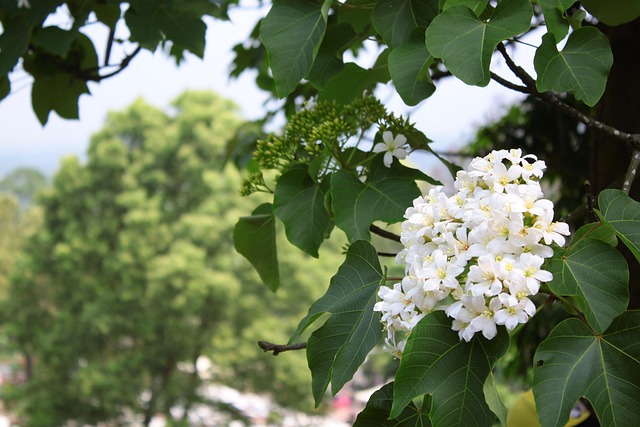 Free Tung Blossom Forest photo and picture