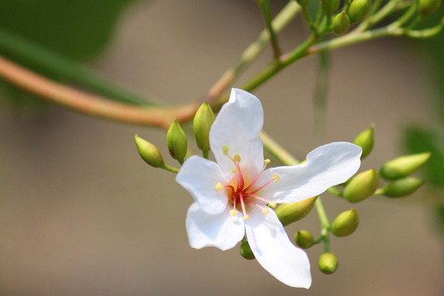 Free Tung Blossom Material photo and picture
