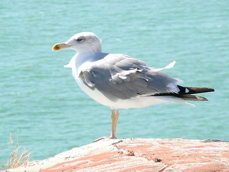 Free Seagull Bird photo and picture