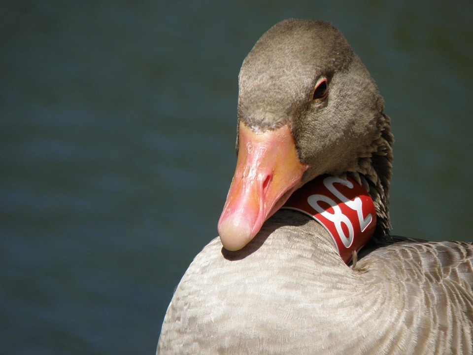 Geese Ringing Goose Ring Head - Free photo on Pixabay - Pixabay
