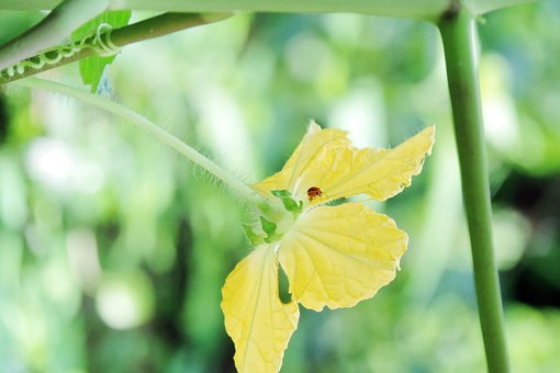 Forår, Plante, Blomst