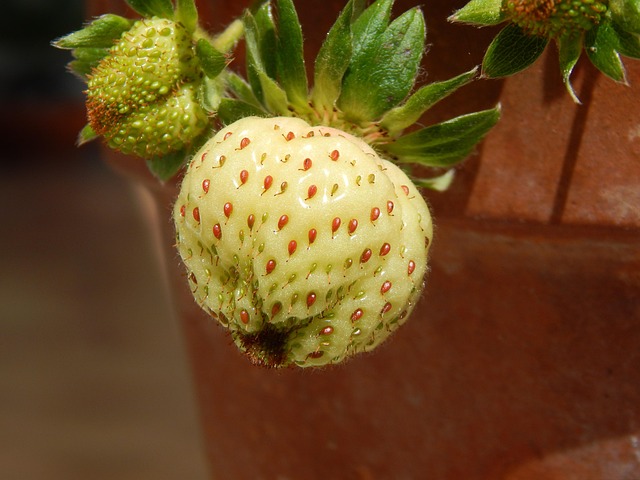 Erdbeere, Obst, Natur
