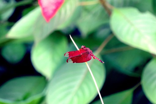 Natur, Flyve, Have
