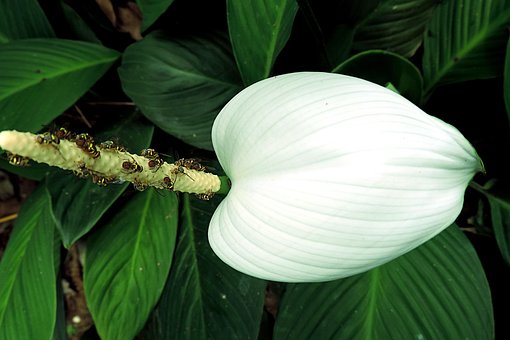 Blomst, Hvid, Natur