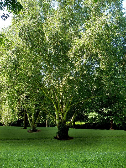 Free Leaves Nature photo and picture