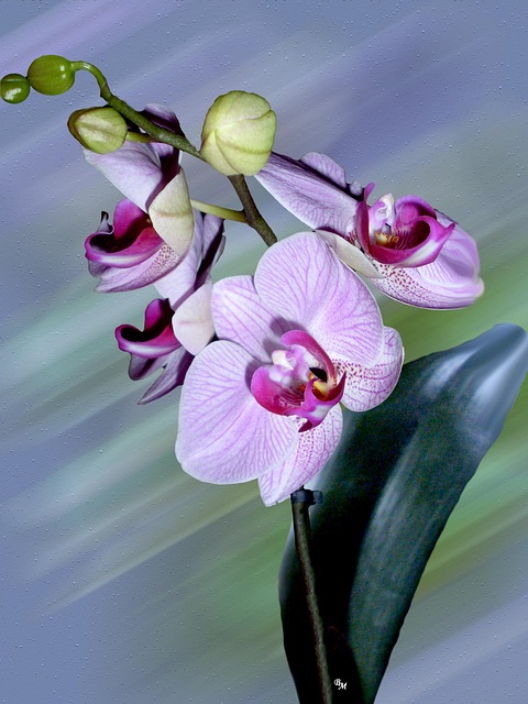 Free Flower Orchid photo and picture