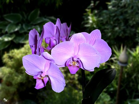 Free Flower Flower Wallpaper photo and picture