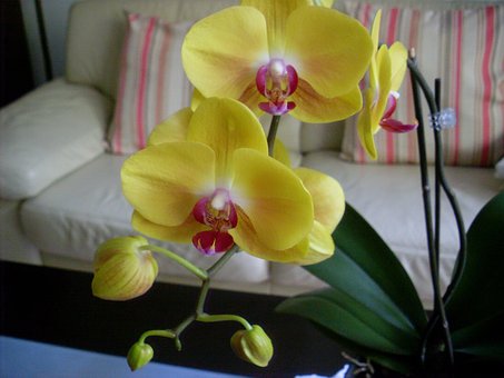 Free Orchid Flower photo and picture