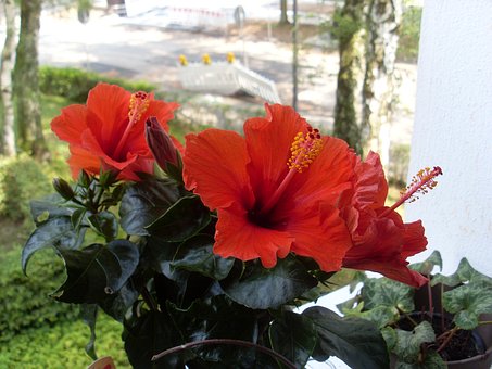 Free Flower Red photo and picture