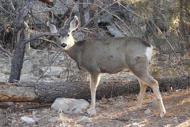 Free Mule Deer Doe photo and picture