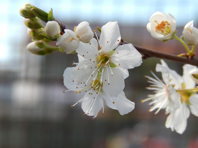 Pflaumenblüten, Blumentapete